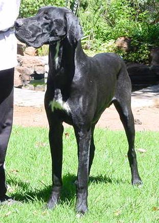 Black great dane with sales white chest